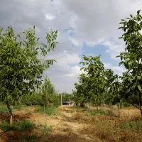 تجربه ای ناب ازطبیعت وسرمایه گذاری مطمئن|فروش زمین و ملک کلنگی|الیگودرز, |دیوار