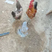 مرغ وخروس