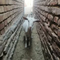 گوسفند پاکستانی وشیرا|حیوانات مزرعه|زرند, |دیوار