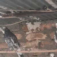 کفتر هما سرور پرشی|پرنده|خاوران, |دیوار