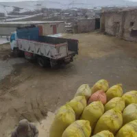 کاه درجه یک نرم ودرشت ارسال از کردستان|عمدهفروشی|آمل, |دیوار