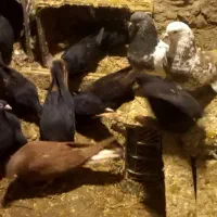 کبوتر|پرنده|ملکان, |دیوار