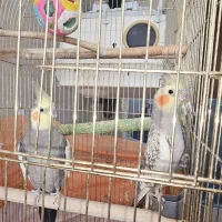 عروس هلندی / نر سخنگو/ جفت فروشی