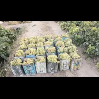 فروش انگور کشمش