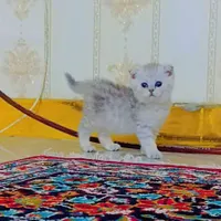 بچه گربه اسکاتیش سیلور