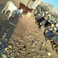 فروش ۱۰ راس بز دورگه