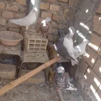 کفتر پرشی