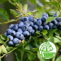 هرچی بخوای هست