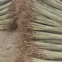 نهالستان صنوبر وبادام دبیرگل وگردو در نهالستان|خدمات باغبانی و درختکاری|پارس‌آباد, |دیوار