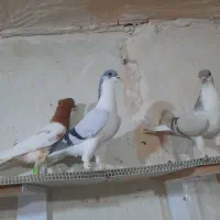تعداد ۱۰تا حیوان رنگی پرنده