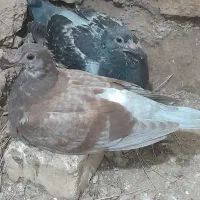 تعدادی جوجه کفتر