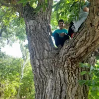باغ میوه