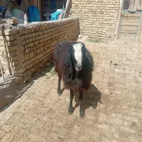 قوچ شال اصل