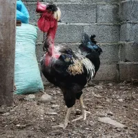 خروس گردن لخت کاکلی