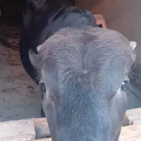 گاوگوساله