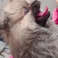 پامر عروسکی