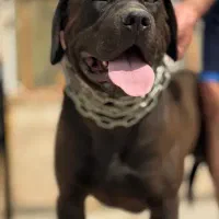 سگ آمریکن بولی