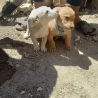 توله سگ خارجی