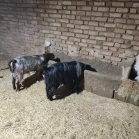 چهار عدد بز و دو عدد بزغاله سالم و دوقلو