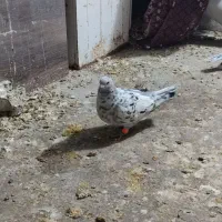 نروماده سار قلدور