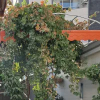 رهن و اجاره منزل ویلایی دربست دادگستری|اجارهٔ خانه و ویلا|کاشمر, |دیوار