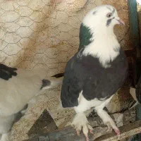 کبوتر رفتنی