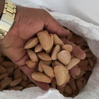 خرید بادام پایه ۳۱۰۰