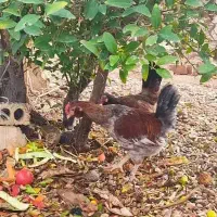 خروس جوان|حیوانات مزرعه|شیراز, کیان آباد|دیوار