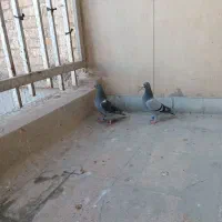 ۲عددجوجه پلاکی،