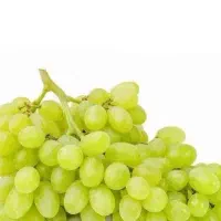 پخش نهال انگور فخری|خدمات باغبانی و درختکاری|اقلید, |دیوار