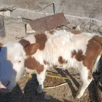 گوساله سیمینتال|حیوانات مزرعه|ویسیان, |دیوار