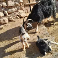 سه عددبزماده فروخته میشود|حیوانات مزرعه|جاجرود, |دیوار