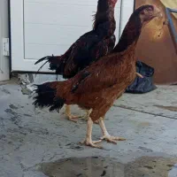 مرغ لاری ترک افغان دنگ بالا