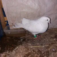 کبوتر دم چتری نر بالغ|پرنده|گلبهار, شهر جدید گلبهار|دیوار