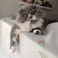 گربه اسکاتیش فولد مو بلند ماده