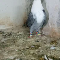 دوتا سرخ کاکلی.  کلاغ کاکلی|پرنده|تربت‌حیدریه, آبشار|دیوار