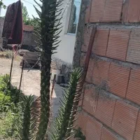 گل کاکتوس فروشی