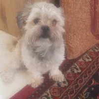 ۴عددسگ‌سوپرشیتزوفلات‌داریم(واگذاری)
