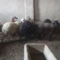 میش قصر بدون بره ۷راس