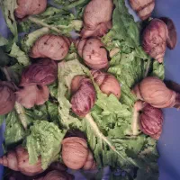 حلزون خانگی