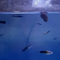 بچه‌گوپی‌|ماهی|تهران, مشیریه|دیوار