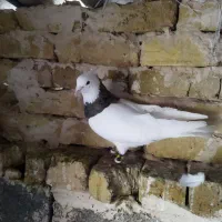 طوقی معاوضه با سهره ماده