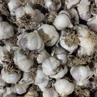 سیر محلی و عناب و زرشک کسی خواست در خدمتم