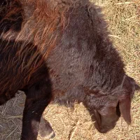 قوچ 25میلیون|حیوانات مزرعه|ماهنشان, |دیوار