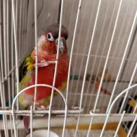 طوطی گریچینک