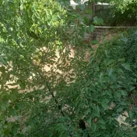 باغ ویلا کلنگی پر از درختان میوه ای .نمین|فروش زمین و ملک کلنگی|نمین, |دیوار