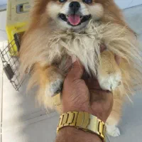 واگذاره سه قلاده پامیرین نر وماده