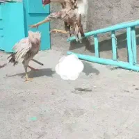 دو عدد خروس لاری