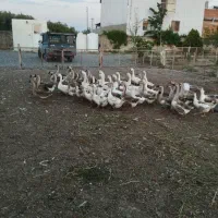 غاز محلی وغو غاز اوکراینی و لیندا