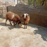 کاوه قوچ